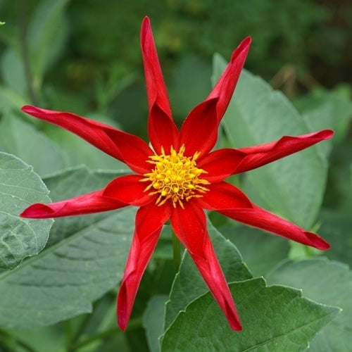 Dahlia 'Marie Schnugg' (Red) / 'Honka Red'
