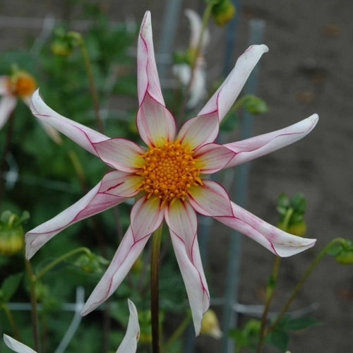 Dahlia 'Honka Fragile'