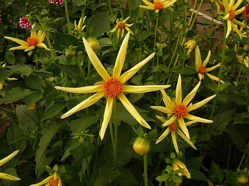 Dahlia 'Original' (Yellow) / 'Honka Yellow'