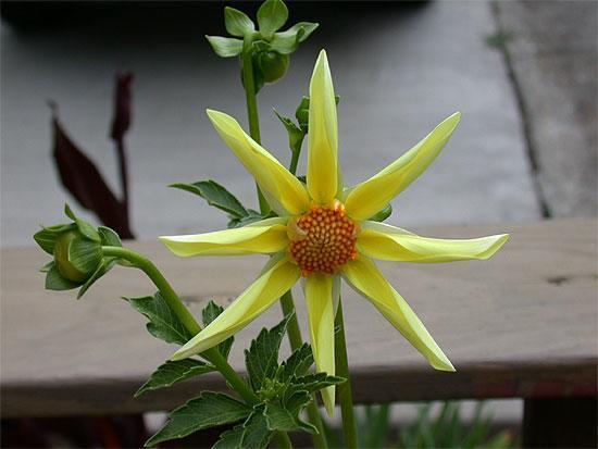 Dahlia 'Original' (Yellow) / 'Honka Yellow'