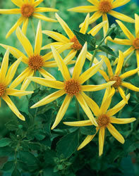 Dahlia 'Original' (Yellow) / 'Honka Yellow'