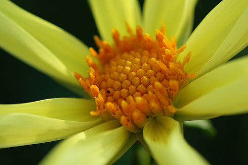 Dahlia 'Original' (Yellow) / 'Honka Yellow'