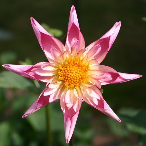 Dahlia 'Fancy Pants'