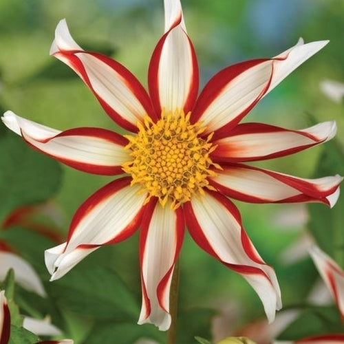 Dahlia 'Windmill'