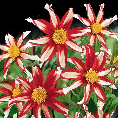 Dahlia 'Windmill'