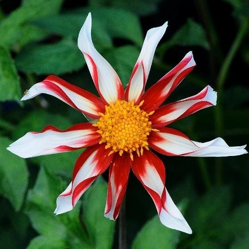 Dahlia 'Windmill'
