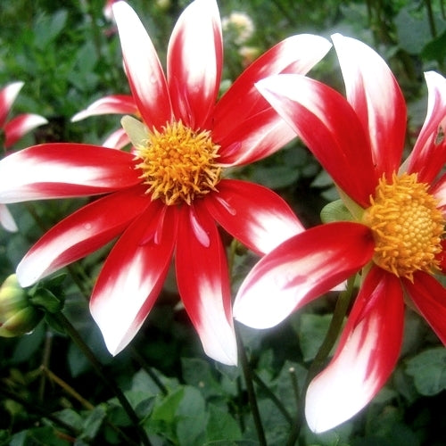 Dahlia 'Windmill'