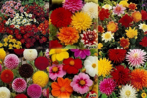 Dahlia