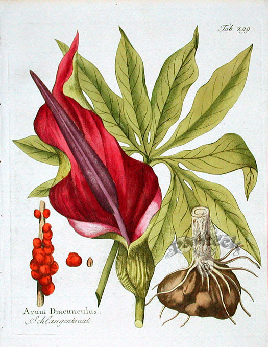 Dracunculus vulgaris