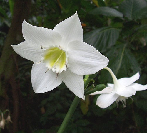 Eucharis amazonica