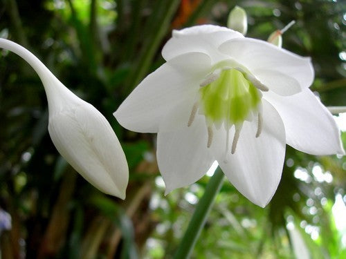 Eucharis amazonica