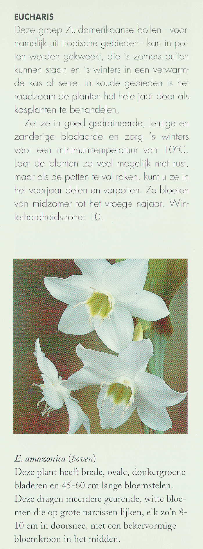 Eucharis amazonica