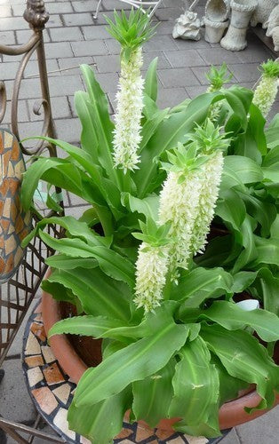 Eucomis autumnalis