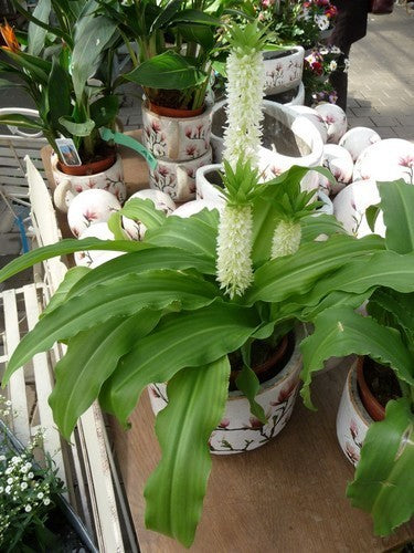Eucomis autumnalis