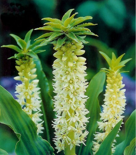 Eucomis autumnalis