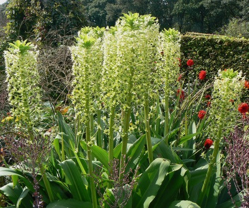 Eucomis autumnalis