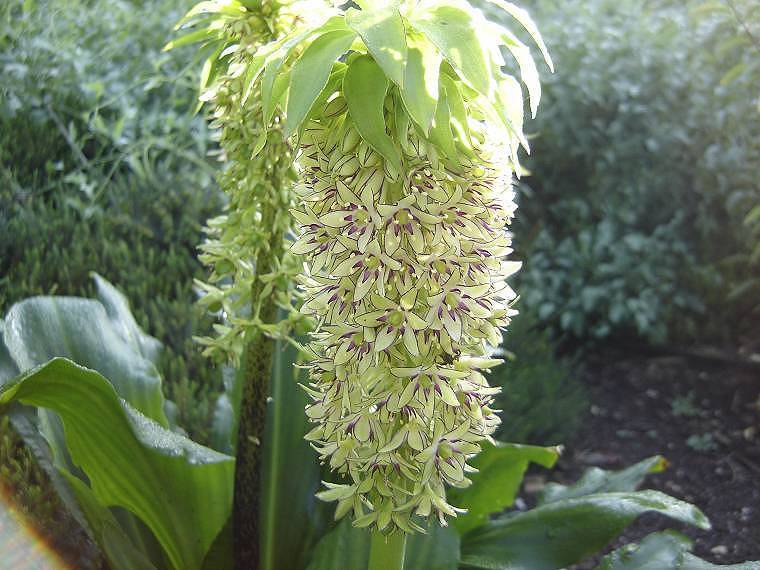 Eucomis bicolor