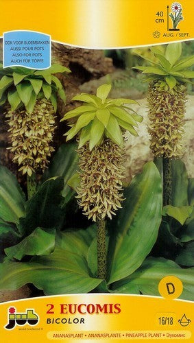 Eucomis bicolor
