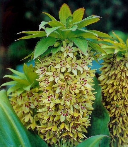 Eucomis bicolor