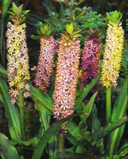 Eucomis comosa