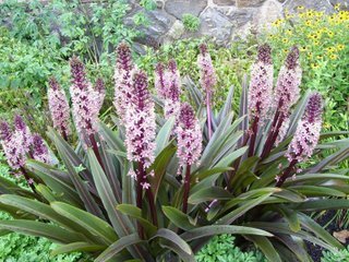 Eucomis comosa