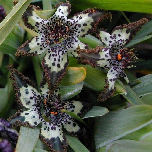 Ferraria crispa
