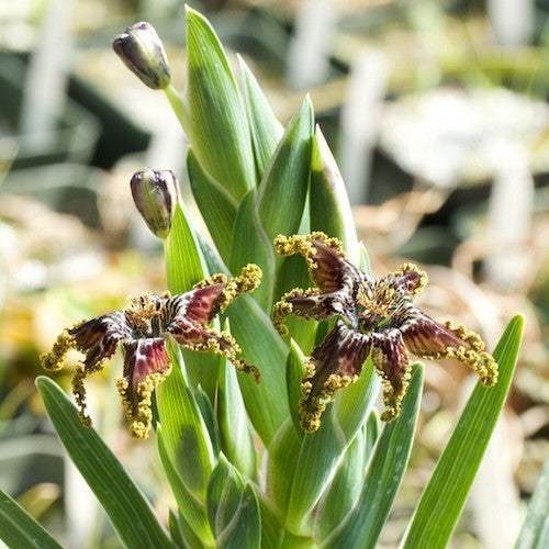 Ferraria crispa