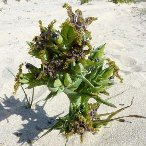 Ferraria crispa