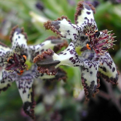 Ferraria crispa
