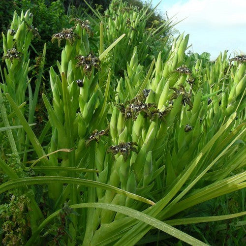 Ferraria crispa