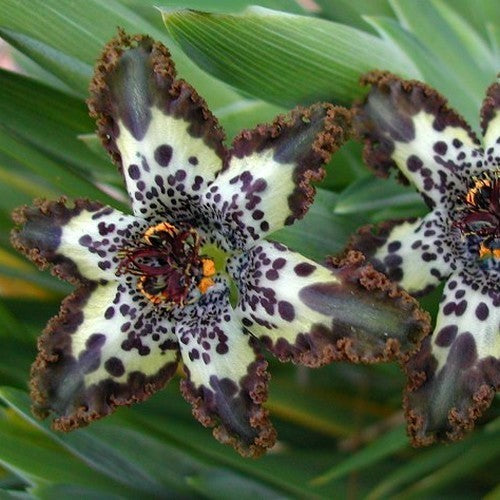 Ferraria crispa