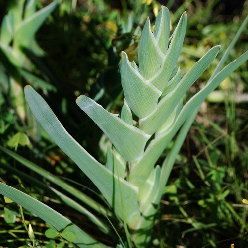 Ferraria crispa