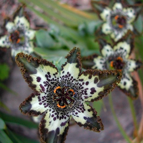 Ferraria crispa