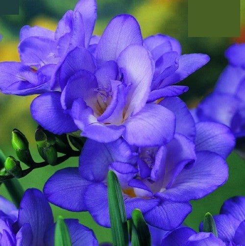 Freesia hybride ‘Double Blue’