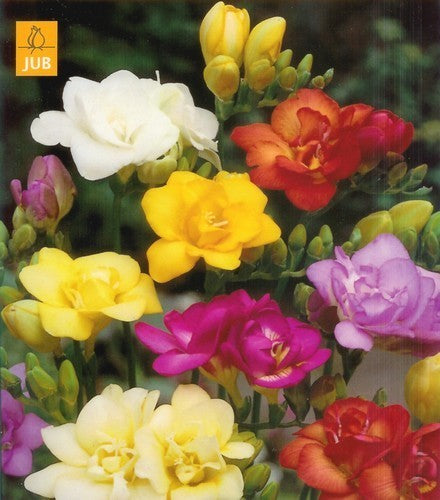 Freesia hybride 'Double Mix'
