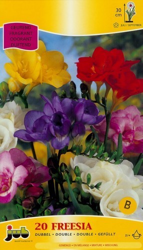 Freesia hybride 'Double Mix'
