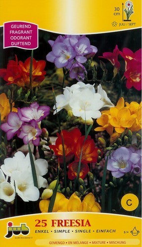 Freesia hybride 'Single Mix'