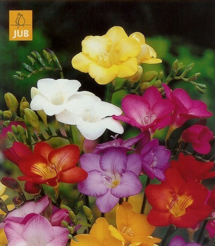 Freesia hybride 'Single Mix'