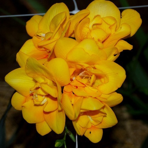 Freesia hybride 'Double Yellow'