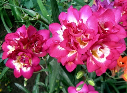 Freesia hybride 'Double Pink'