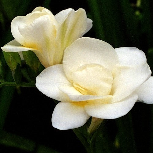 Freesia hybrid 'Double White'