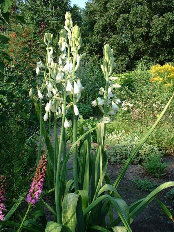 Galtonia viridiflora