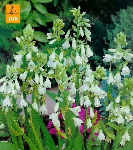 Galtonia viridiflora
