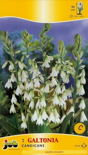 Galtonia viridiflora