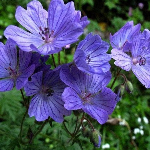 Geranium malviflorum