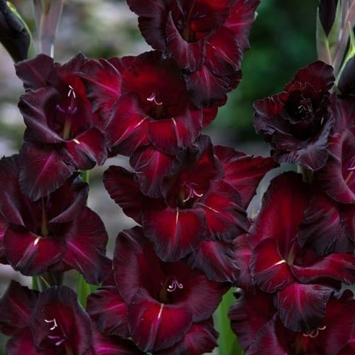Gladiolus grandiflorus Groep ‘Black Surprise’ / 'Espresso'