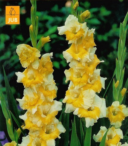 Gladiolus grandiflorus Groep 'Buggy'