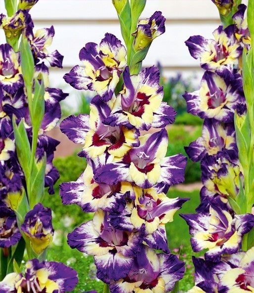 Gladiolus grandiflorus Groep 'Circus Color'
