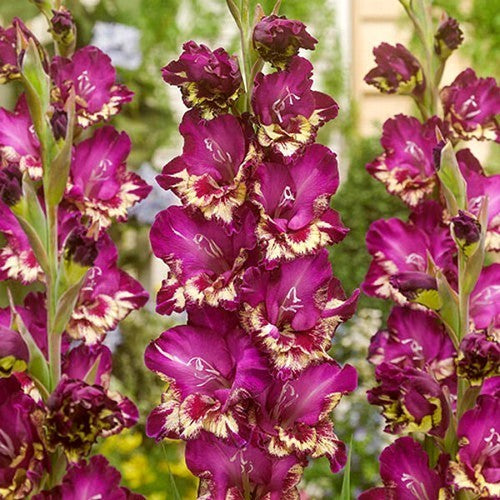 Gladiolus grandiflorus Groep 'Coulor Club'