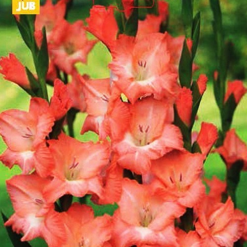 Gladiolus grandiflorus Groep 'Coral Lace'